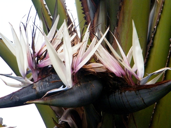 Madeira