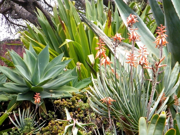 Madeira