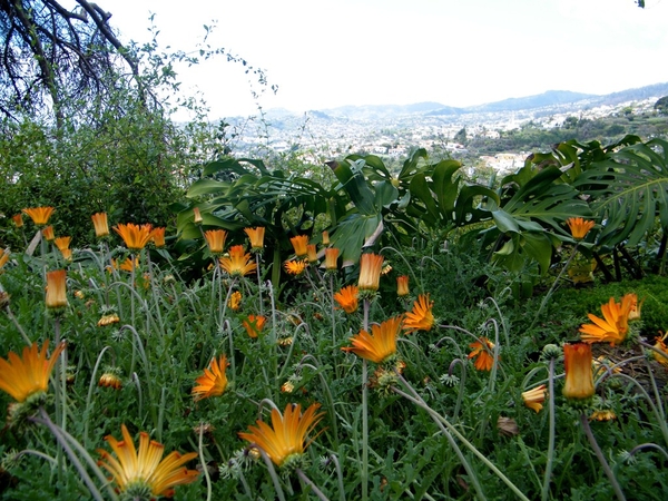 Madeira