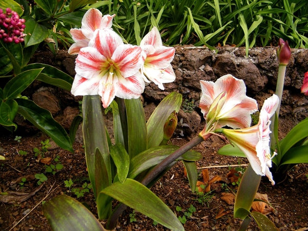 Madeira