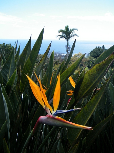 Madeira