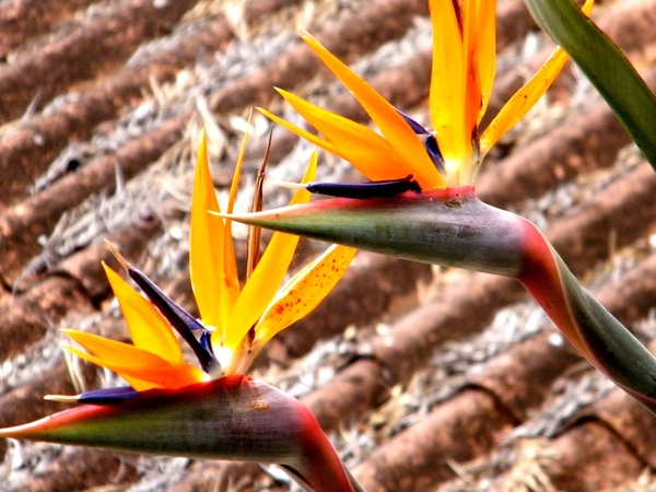 Madeira