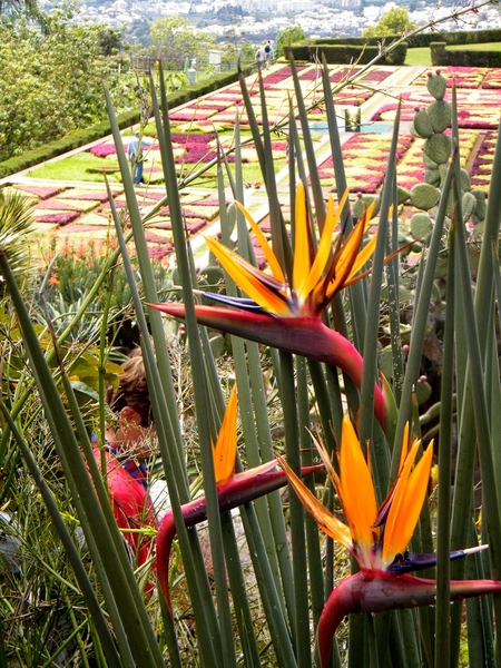 Madeira