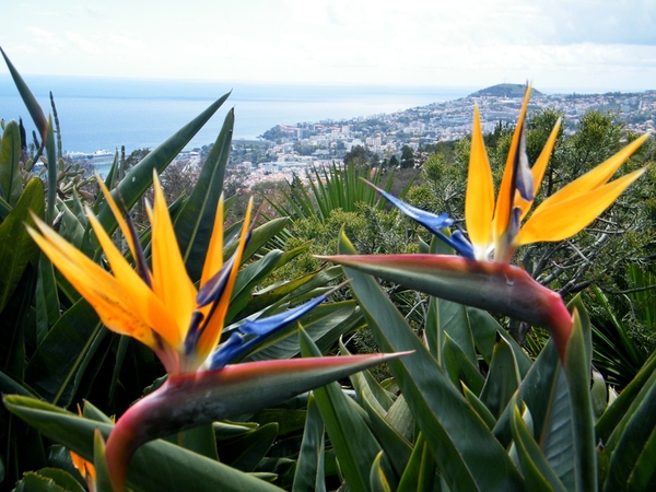 Madeira