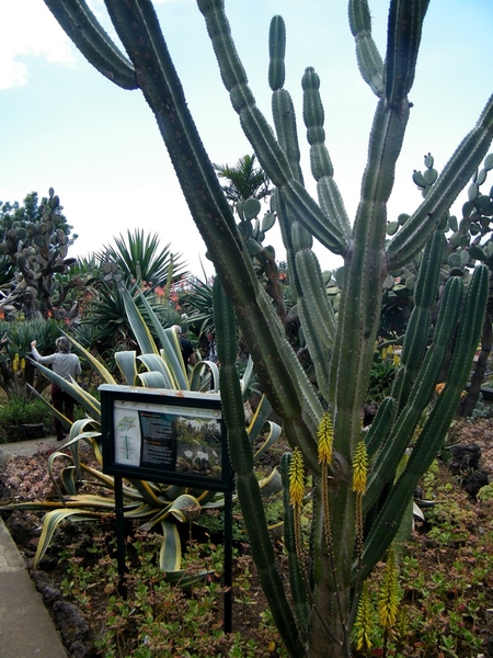 Madeira