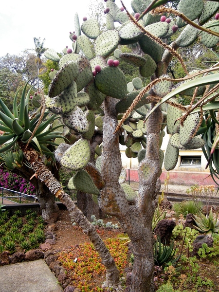 Madeira