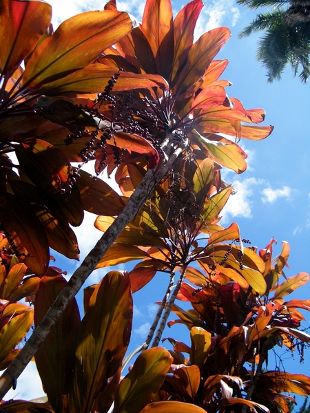 Madeira