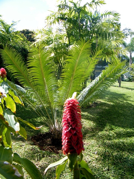 Madeira