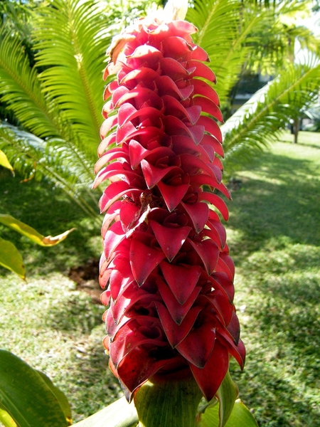 Madeira