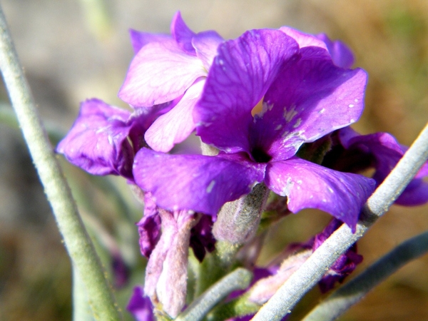 Madeira