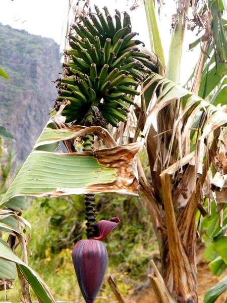 Madeira