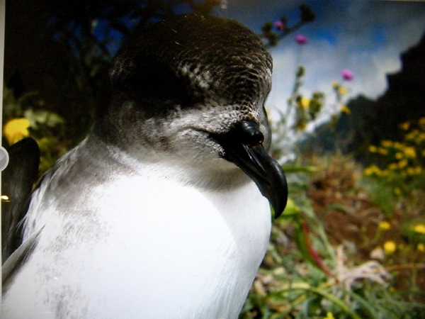 Madeira