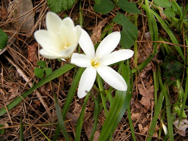 Madeira