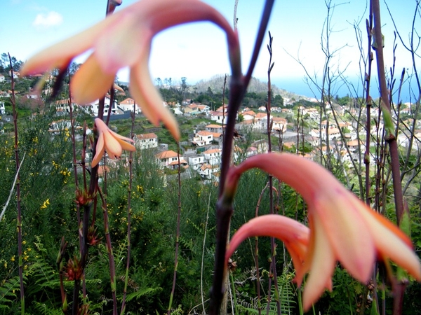 Madeira