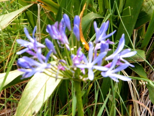 Madeira