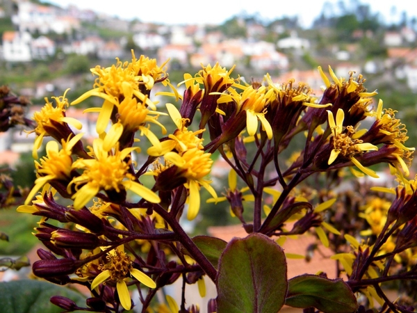 Madeira