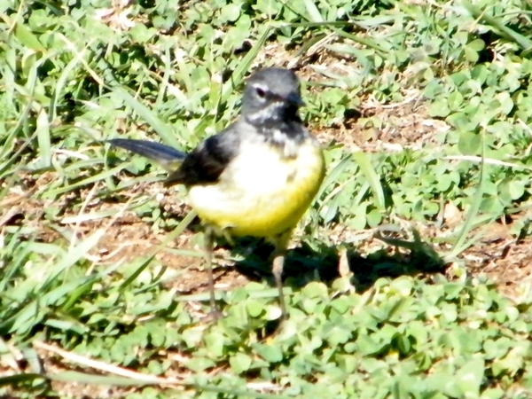 Madeira