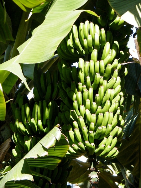 Madeira