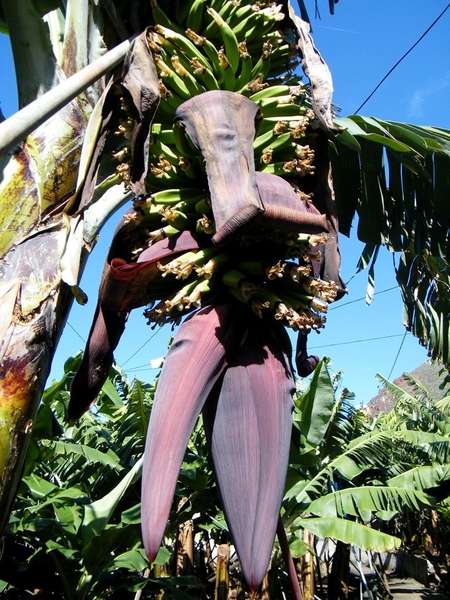 Madeira