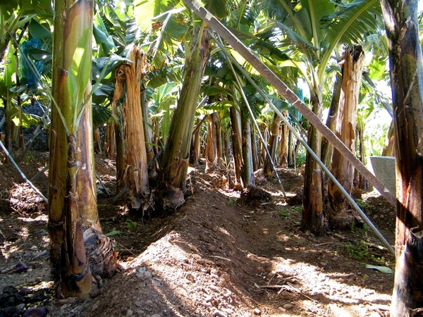 Madeira