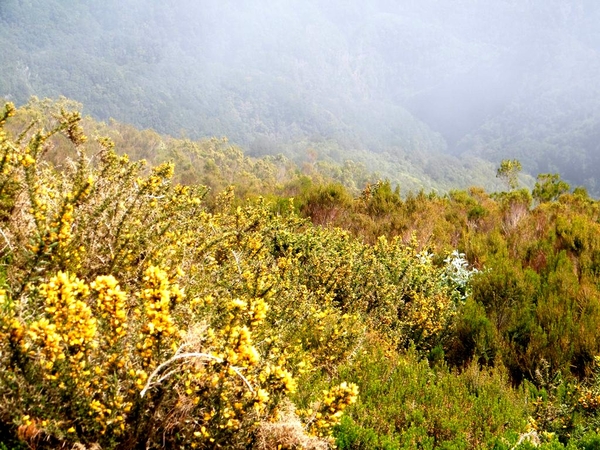 Madeira