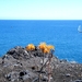 2014_04_26 Madeira 099