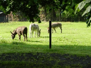 20140504.Heusden.GeschiedenisGemeentehuizen 029 (Medium)