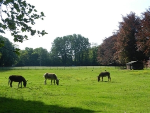 20140504.Heusden.GeschiedenisGemeentehuizen 030 (Medium)