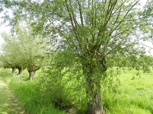 20140504.Heusden.GeschiedenisGemeentehuizen 045 (Medium)