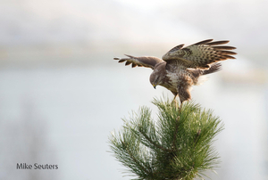 Buizerd