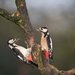 Great spotted Woodpeckers