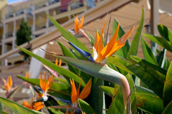 009 Torrox Hotel Malaga Playa
