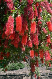 113 Torrox bloemen