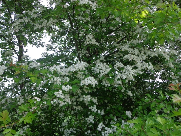 Nog veel natuur in deze buurt