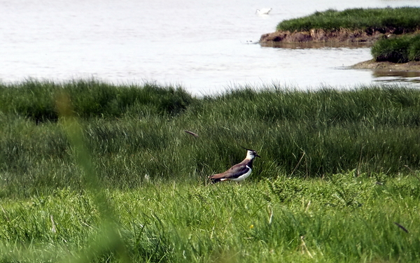 15-een kieviet in het natuurgebied..