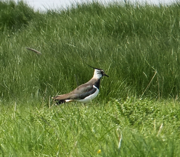 16-mooie vogel...