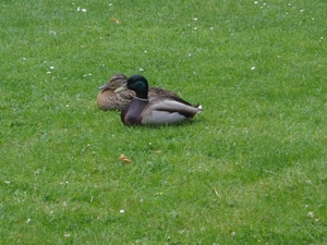 Park