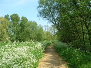 Bospaden in het Scheldeland