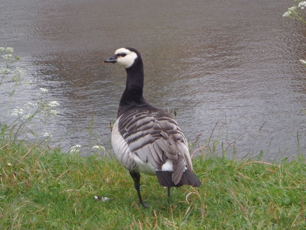 Watervogel aan de waterkant