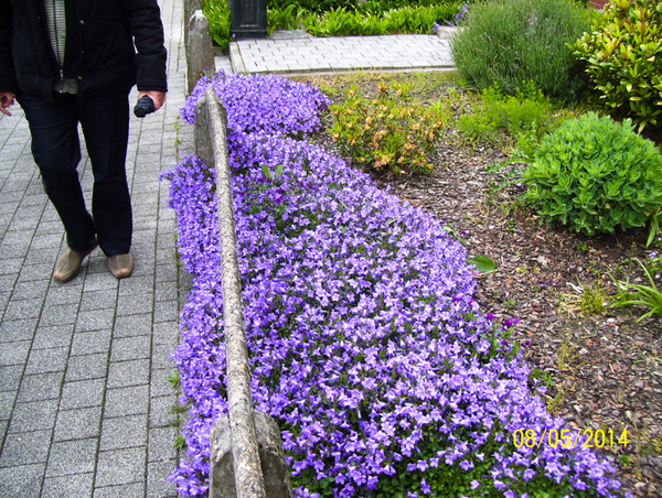 Wandeling naar Papenhofke - 8 mei 2014