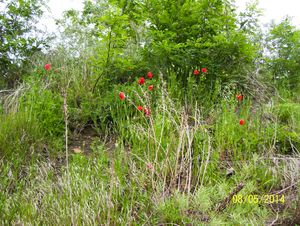 Wandeling naar Papenhofke - 8 mei 2014