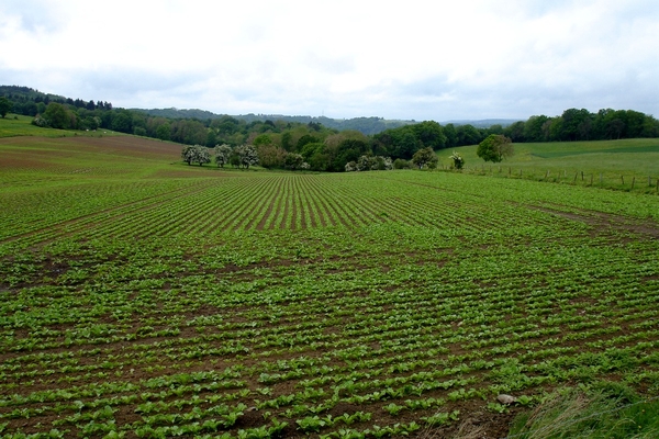 wandeling dinant marche ffbmp