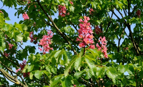 AAD_3010