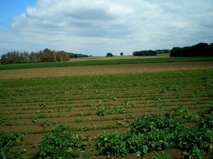 In de schaduw van de basiliek