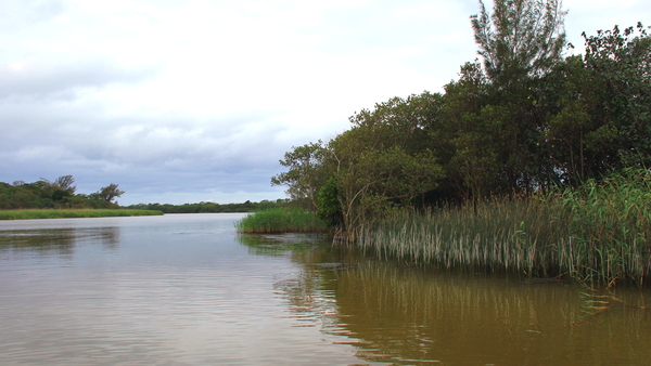 MET EEN BOOTJE DOOR DE WETLANDS IN ST LUCIA