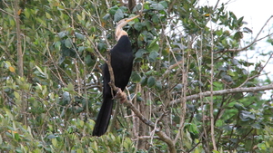 BOVEN ONS EEN SLANGEHALS VOGEL