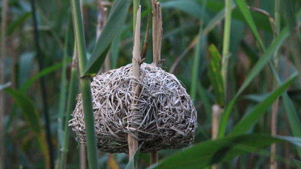 EEN KUNSTIG NESTJE VAN EEN WEVERVOGEL