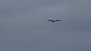 HOOG BOVEN ONS CIRKELT EEN VISAREND