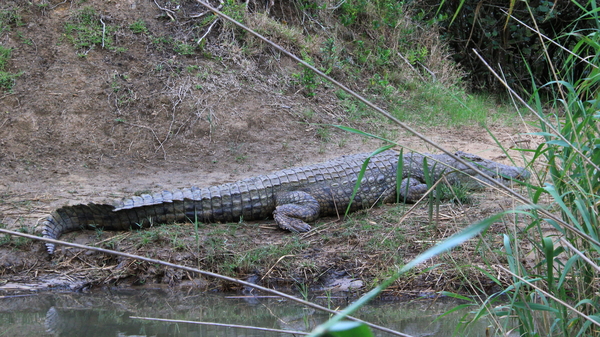 WAT GEZEGD VAN DEZE FERME NIJL KROKODIL OP DE OEVER