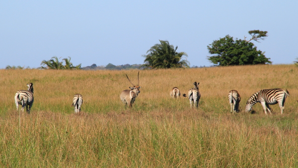 ZEBRA'S EN WATERBOKKEN (1)